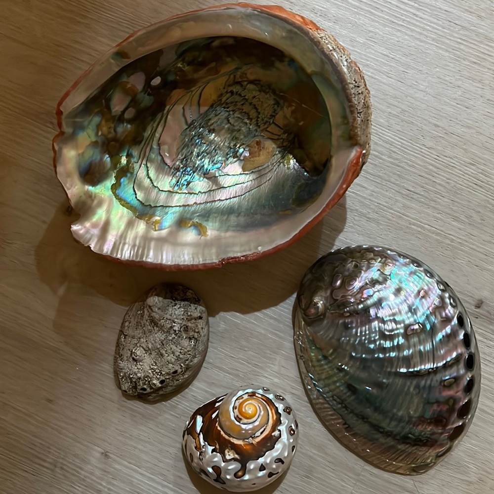 Set of 4 shells